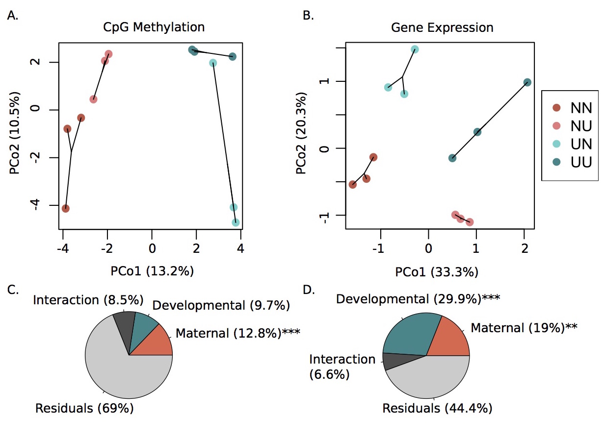 Purple Sea Urchins - Strader Lab